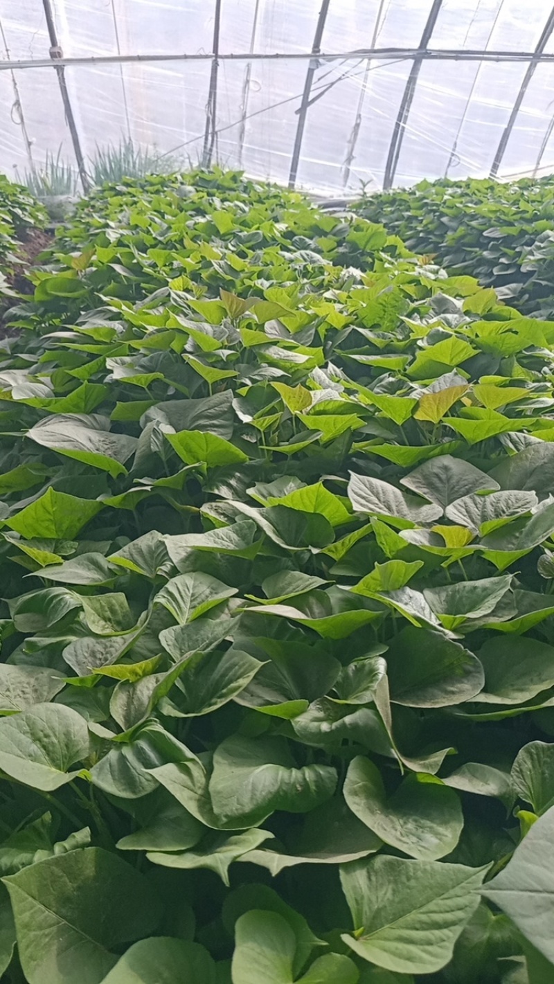 辽宁红薯苗种植基地济薯26地瓜苗高剪大田剪苗规格齐全