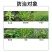 川东玉葆思烟硝莠去津安全玉米除草剂玉米苗后除草剂硝磺草酮