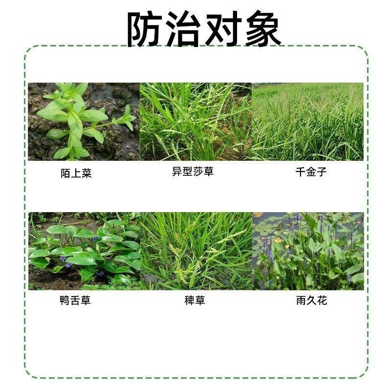 川东玉葆思烟硝莠去津安全玉米除草剂玉米苗后除草剂硝磺草酮