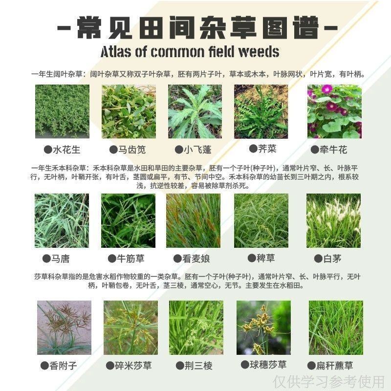 川东玉葆思烟硝莠去津安全玉米除草剂玉米苗后除草剂硝磺草酮
