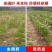 川东玉葆思烟硝莠去津安全玉米除草剂玉米苗后除草剂硝磺草酮