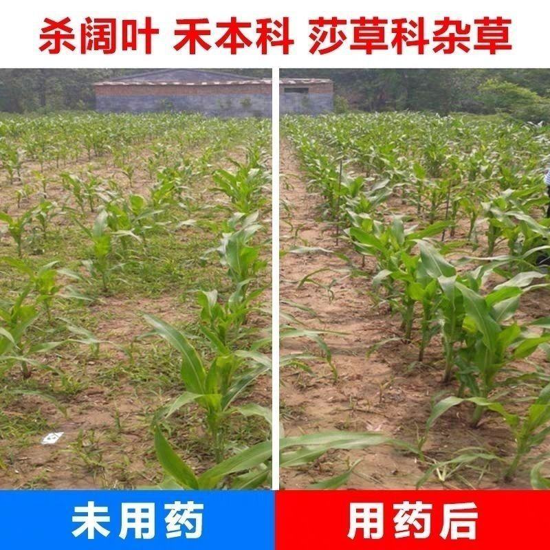 川东玉葆思烟硝莠去津安全玉米除草剂玉米苗后除草剂硝磺草酮