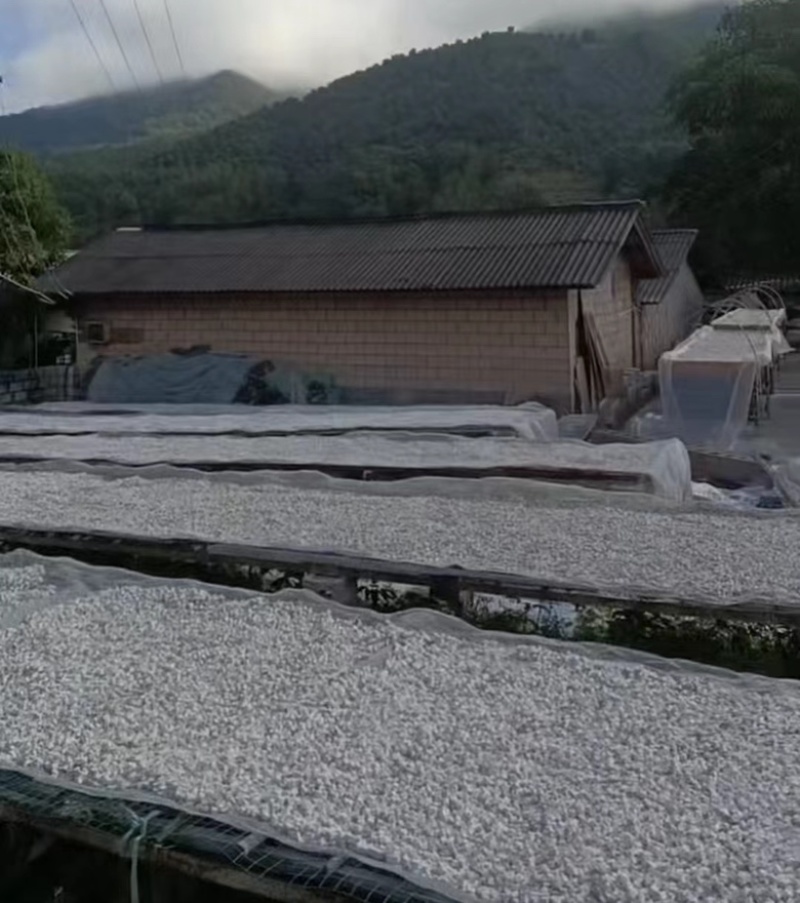 【精选】茯苓干货茯苓茯苓丁茯苓块无硫欢迎下单