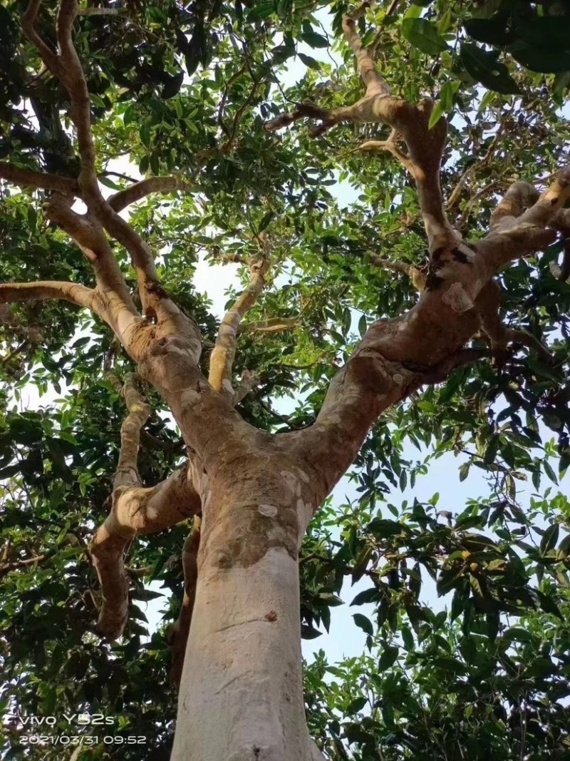 原生态古树茶