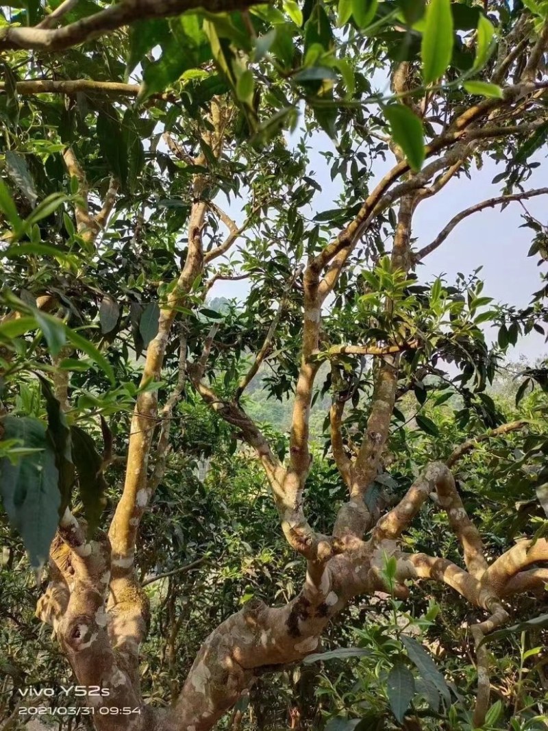 原生态古树茶