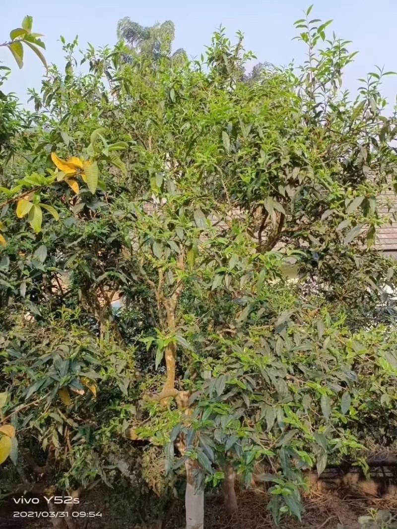 原生态古树茶