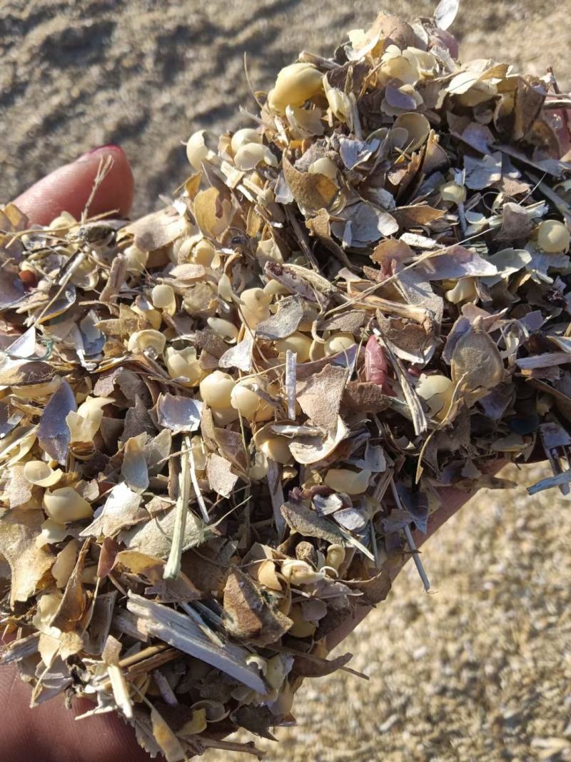 大豆荚皮，大豆收获后副产品，无土，无膜，袋装，牛羊饲喂