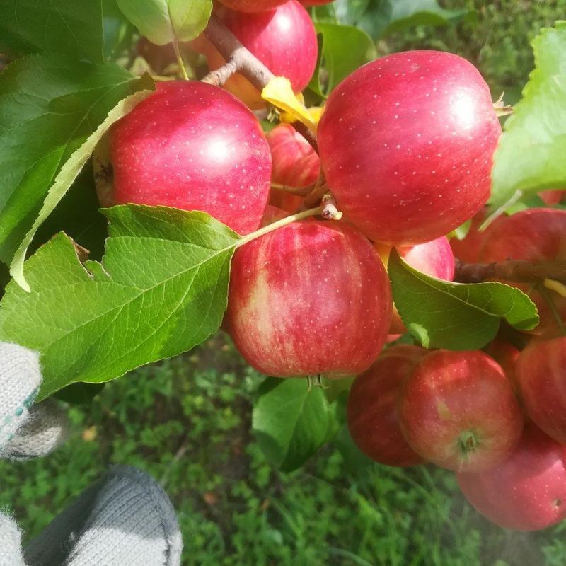 123苹果苗