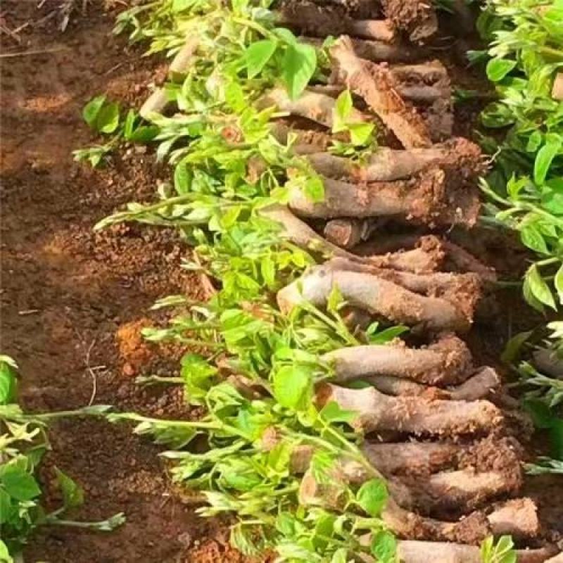 【实力商家】葛根种苗粉葛发育苗基地大量现货成活高坏苗补发