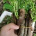 【实力商家】葛根种苗粉葛发育苗基地大量现货成活高坏苗补发