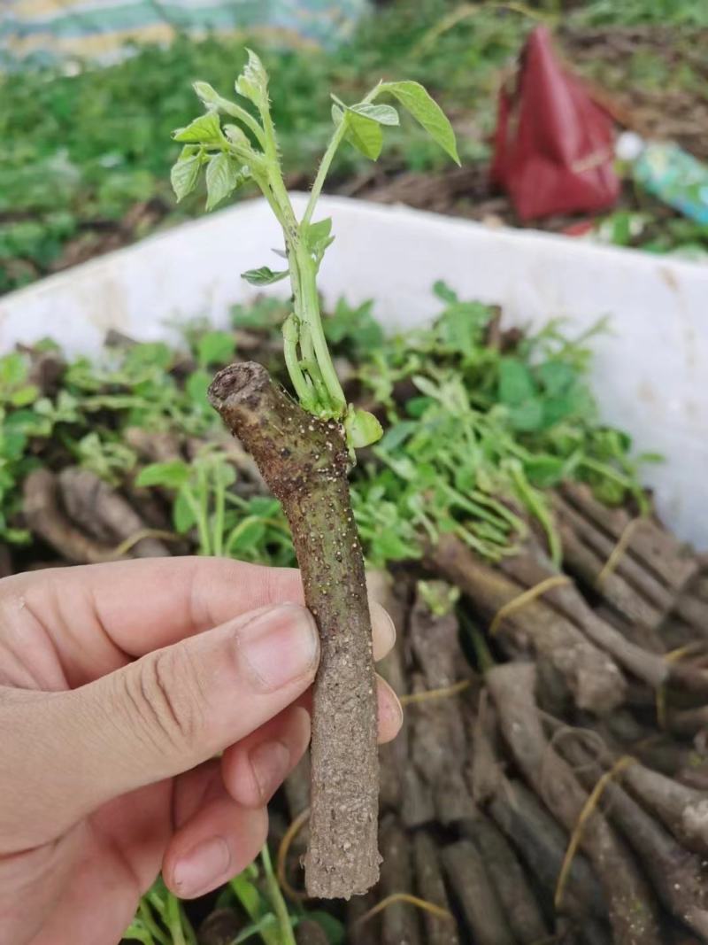 【实力商家】葛根种苗粉葛发育苗基地大量现货成活高坏苗补发