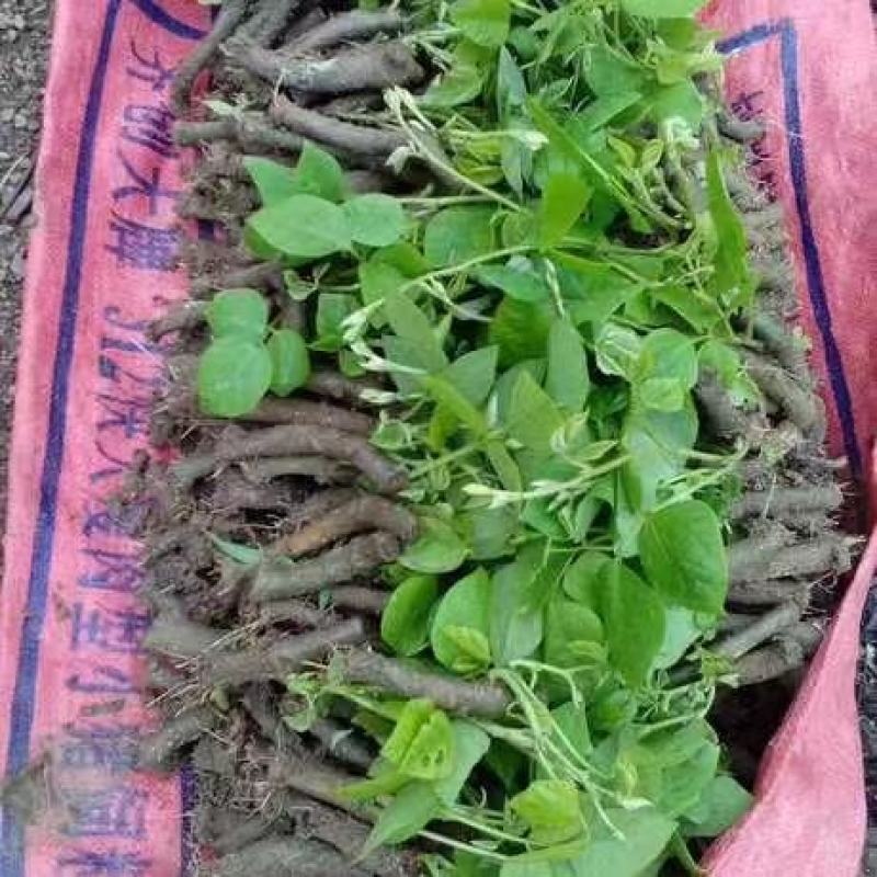 【实力商家】葛根种苗粉葛发育苗基地大量现货成活高坏苗补发