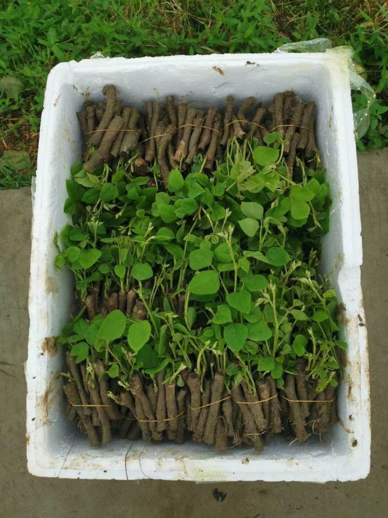 【实力商家】葛根种苗粉葛发育苗基地大量现货成活高坏苗补发