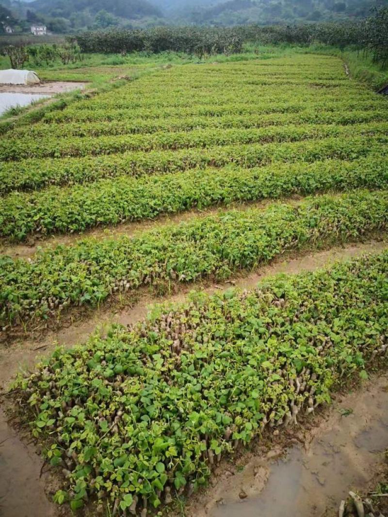 【实力商家】葛根种苗粉葛发育苗基地大量现货成活高坏苗补发