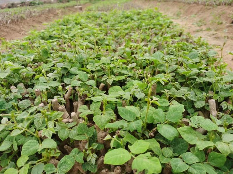 【实力商家】葛根种苗粉葛发育苗基地大量现货成活高坏苗补发