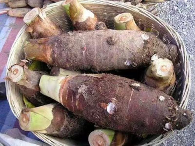 【芋头苗】芋头种植广西香芋苗荔浦芋头种苗容易产地发货价优