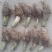 【芋头苗】芋头种植广西香芋苗荔浦芋头种苗容易产地发货价优