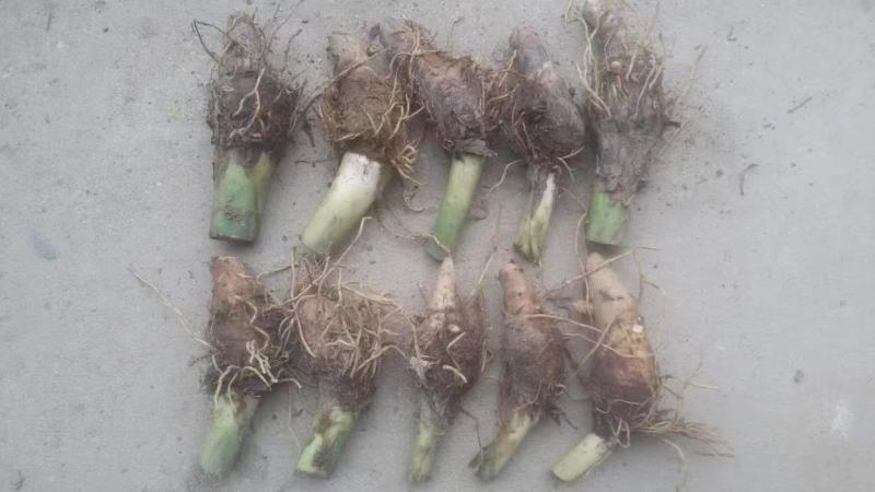 【芋头苗】芋头种植广西香芋苗荔浦芋头种苗容易产地发货价优