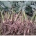 【芋头苗】芋头种植广西香芋苗荔浦芋头种苗容易产地发货价优
