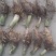 【芋头苗】芋头种植广西香芋苗荔浦芋头种苗容易产地发货价优