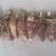 【芋头苗】芋头种植广西香芋苗荔浦芋头种苗容易产地发货价优