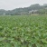 【芋头苗】芋头种植广西香芋苗荔浦芋头种苗容易产地发货价优