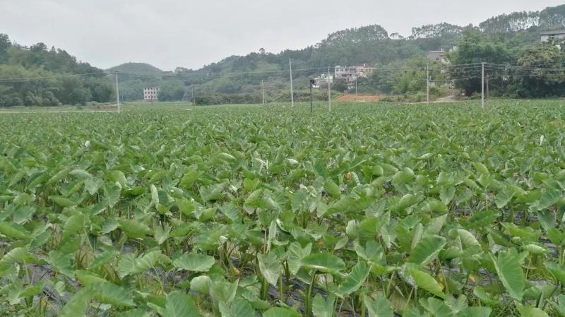 【芋头苗】芋头种植广西香芋苗荔浦芋头种苗容易产地发货价优