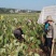 【芋头苗】芋头种植广西香芋苗荔浦芋头种苗容易产地发货价优