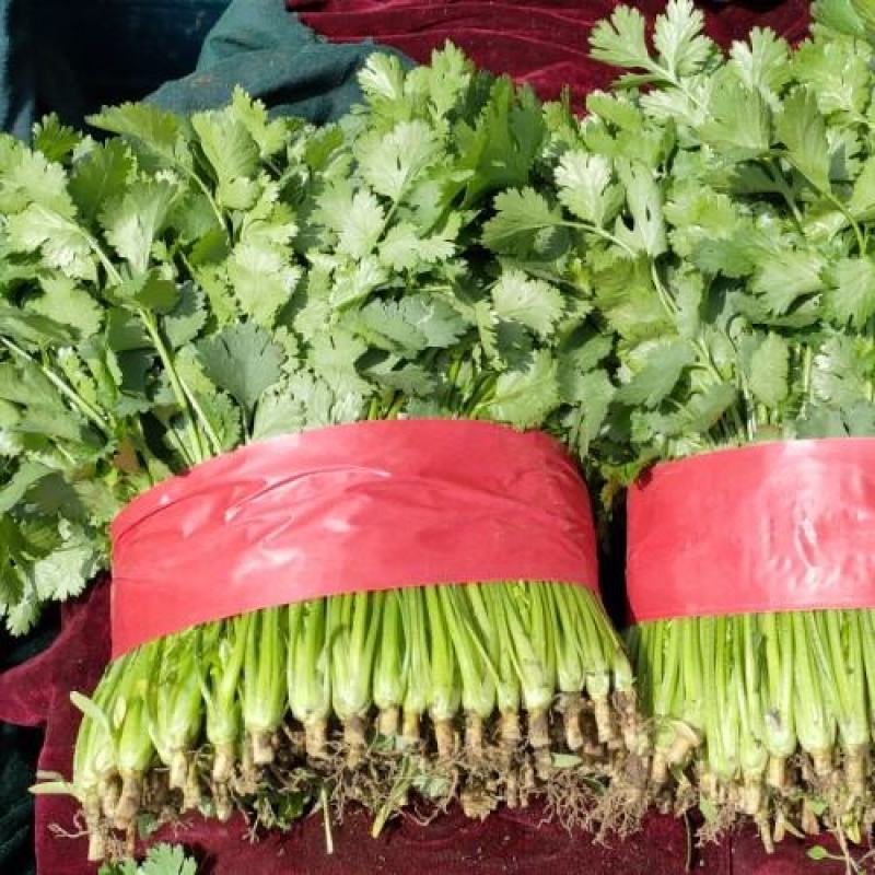 【荐】精品泰安大叶香菜，一手货源，产地直发，欢迎来电咨询