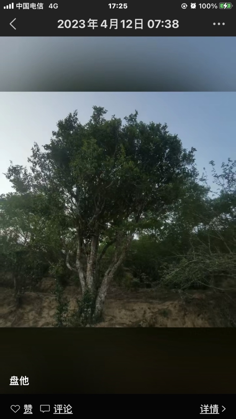 原生态古树茶