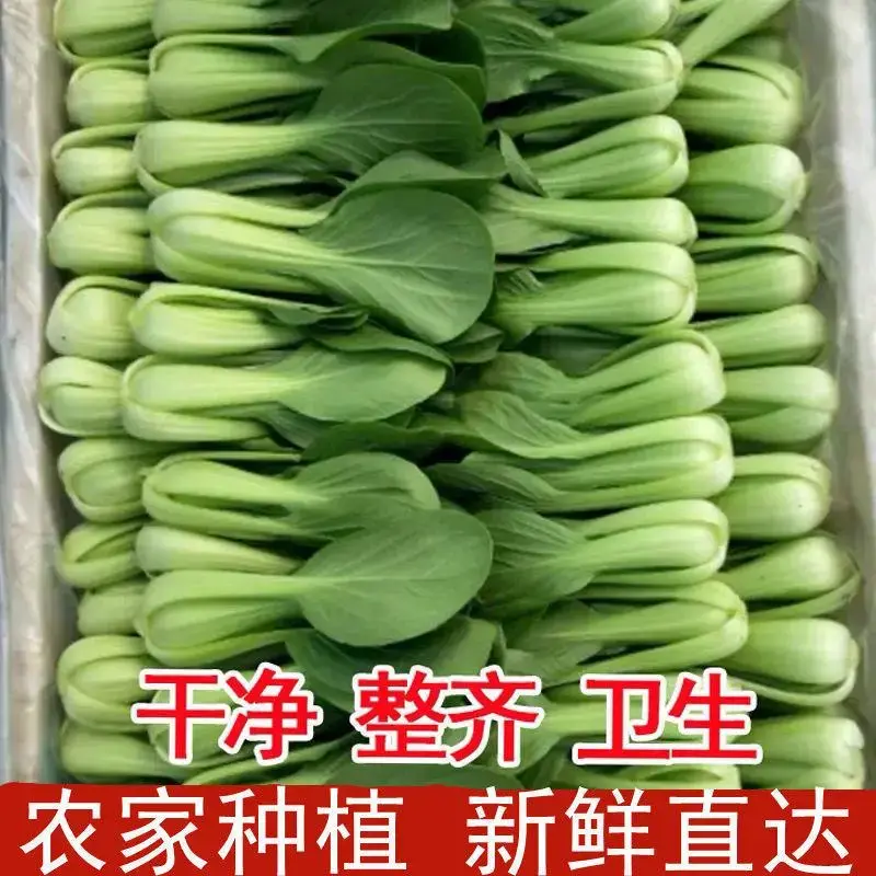 油菜精品上海青大量上市中品质保障对接商超批发市场