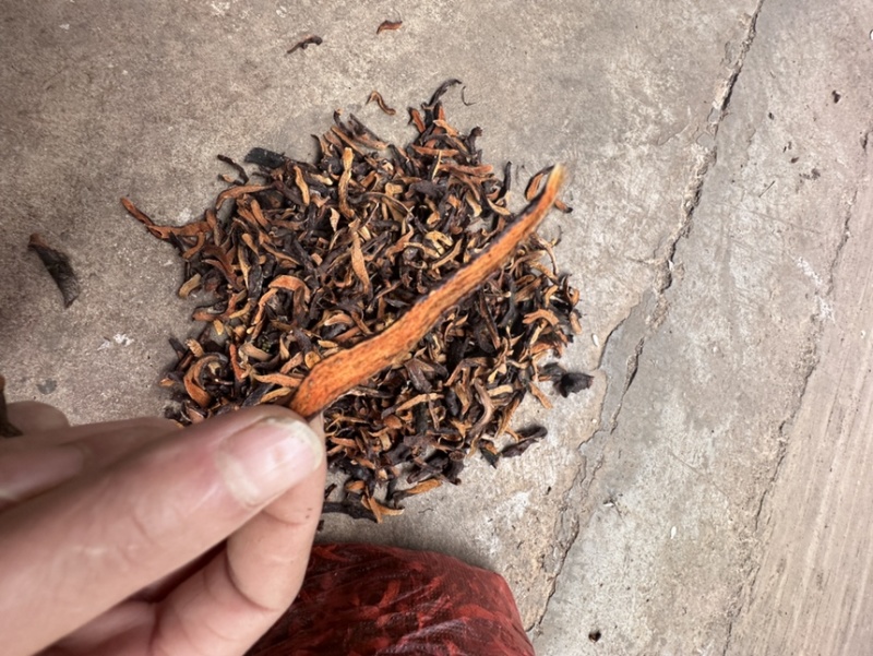 云南产地野生骨碎补，货源充足可线上交易