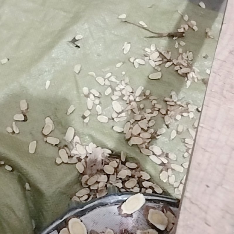 红芪