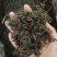 批发.蒲公英叶500叶子蒲公英叶茶泡茶蒲公英茶花果茶花草