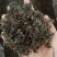 批发.蒲公英叶500叶子蒲公英叶茶泡茶蒲公英茶花果茶花草