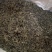批发.蒲公英叶500叶子蒲公英叶茶泡茶蒲公英茶花果茶花草