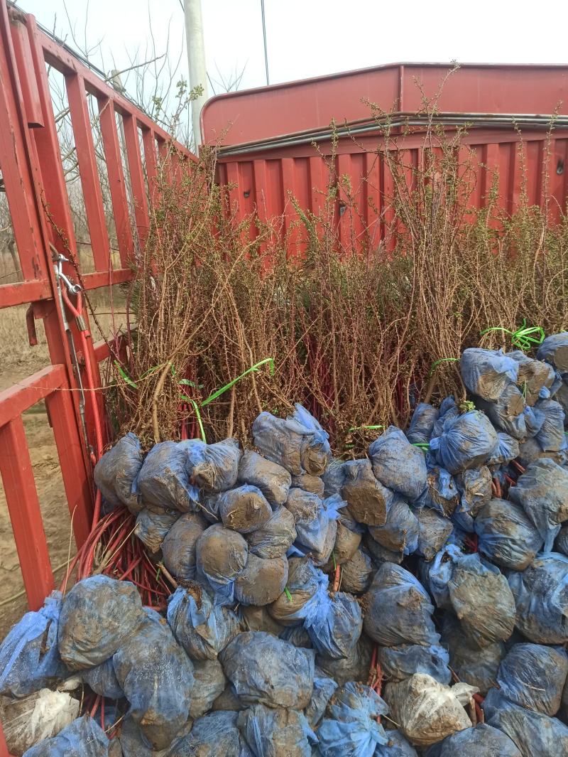 黄刺玫黄刺玫价格大棵黄刺玫出售黄刺玫