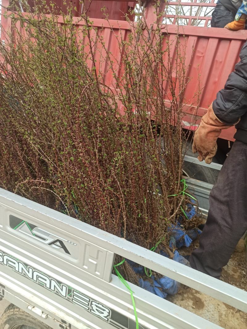 黄刺玫黄刺玫价格大棵黄刺玫出售黄刺玫