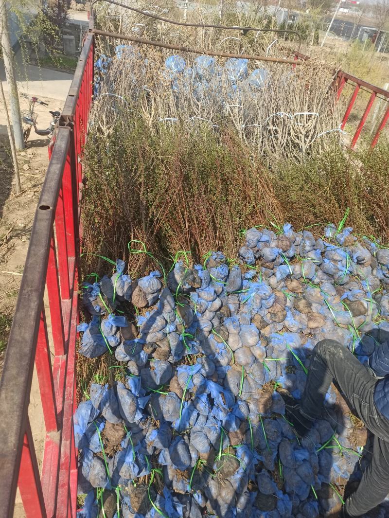 黄刺玫黄刺玫价格大棵黄刺玫出售黄刺玫