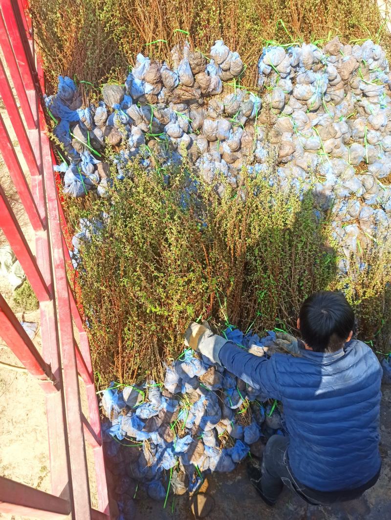 黄刺玫黄刺玫价格大棵黄刺玫出售黄刺玫