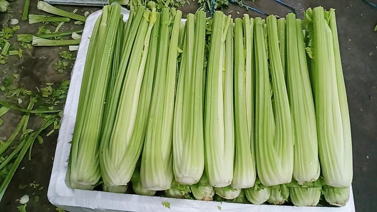 芹菜与西红柿食材摆盘图,展示原材料的新鲜状态与切配方式 芹菜与西红柿食材摆盘图