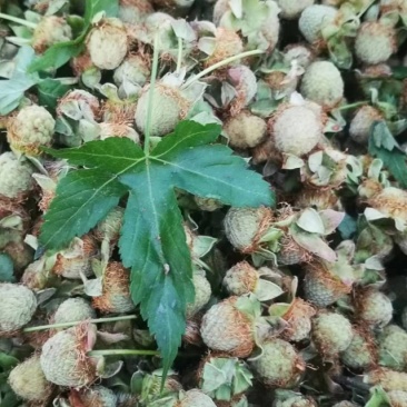 野生覆盆子