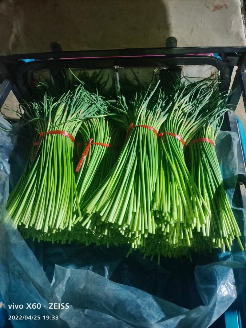 蒜苔，红帽蒜苔