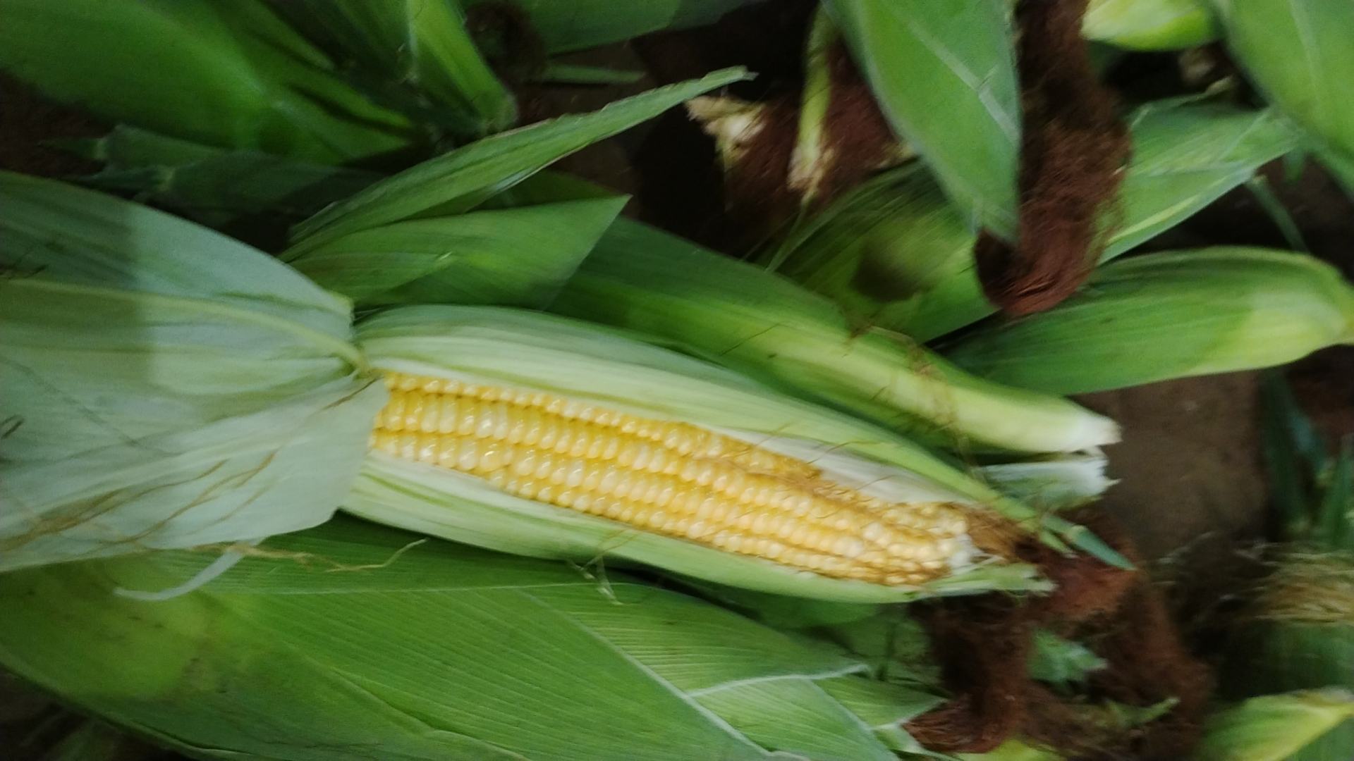 黄瓜种植过程图