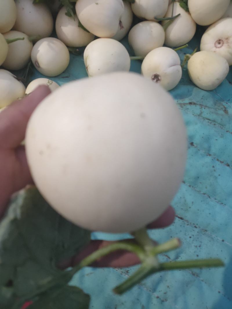 甜瓜