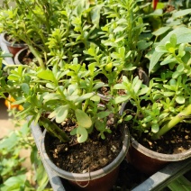 白花绿茎马齿苋盆栽庭院楼顶凉拌菜饭店阳台特色菜