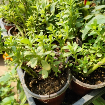 白花绿茎马齿苋盆栽庭院楼顶凉拌菜饭店阳台特色菜