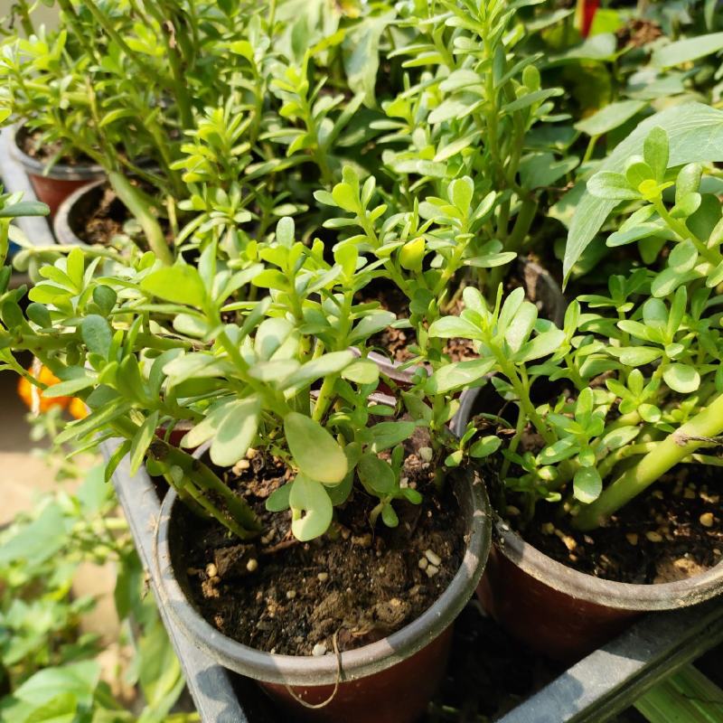 白花绿茎马齿苋盆栽庭院楼顶凉拌菜饭店阳台特色菜