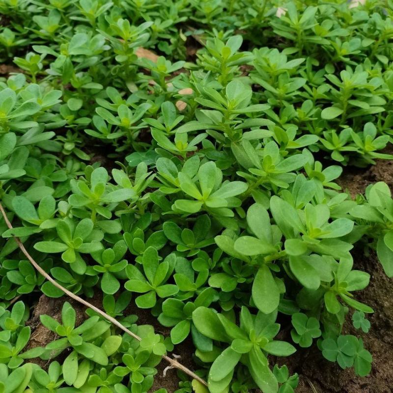 白花绿茎马齿苋盆栽庭院楼顶凉拌菜饭店阳台特色菜