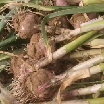 封开蔬菜合作社大蒜土豆洋葱西瓜等各种蔬菜
